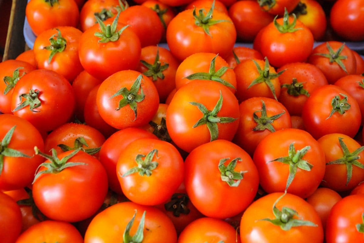 Tomatoes 005 1200 900 shutterstock 16534780743x2 1