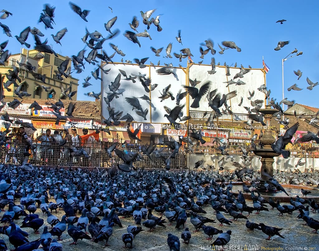Pigeon in Mumbai