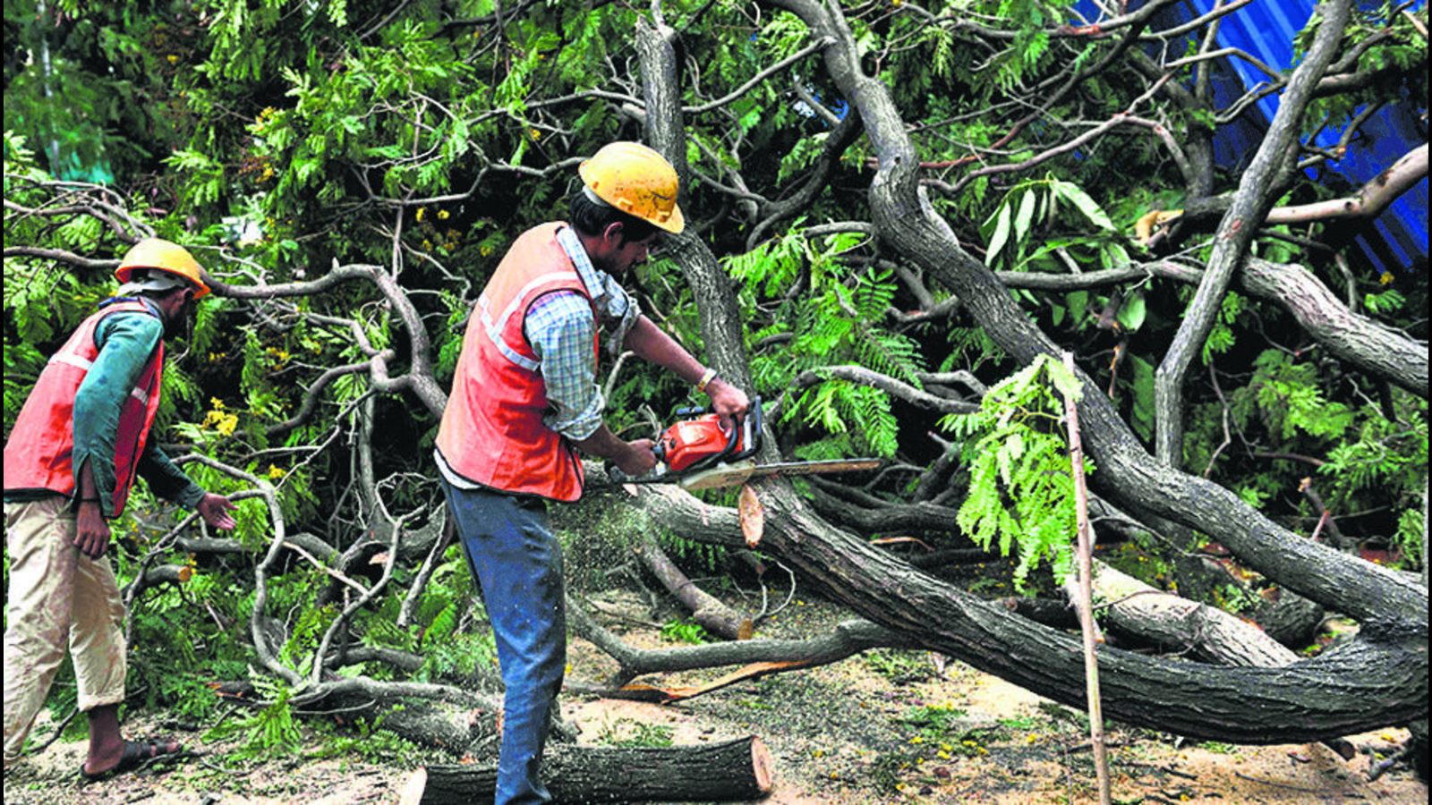 Mumbai India May 19 2021 BMC workers cut a hu 1691695590783