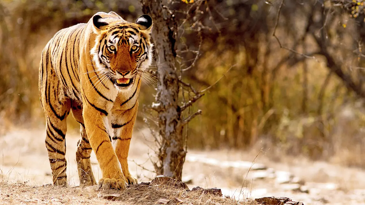 TIger RTI 1748381884136 d