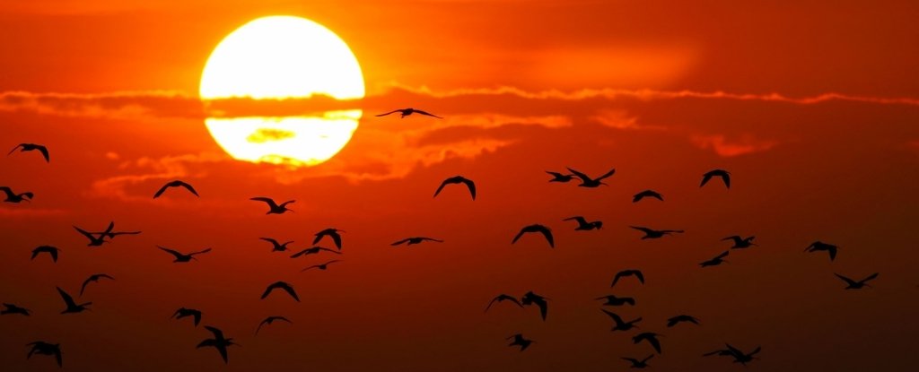 birdshandlingheat 1024