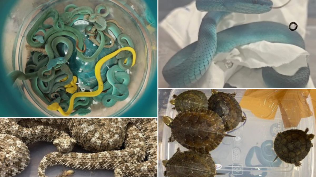 Wildlife smuggling Mumbai Airport