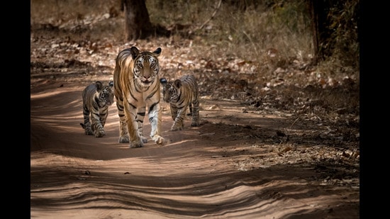 The man animal conflict was at its highest during 1673976729948