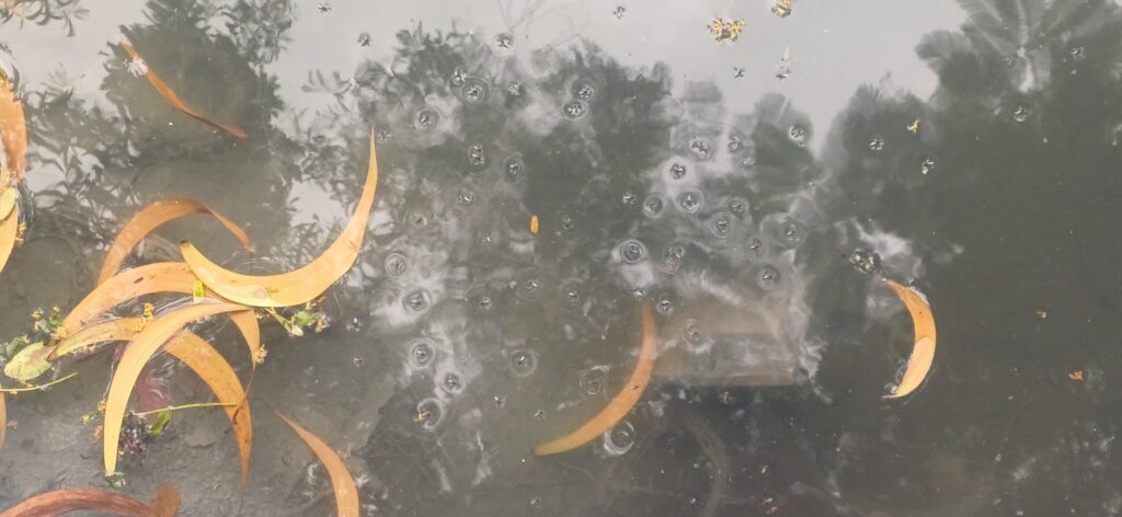 Dengue Malaria Mosquito Breeding: “ठाणे में पर्यावरण–पूरक गणेशोत्सव बना बीमारी का कारण! 11 IMG 20250909 WA0011 1