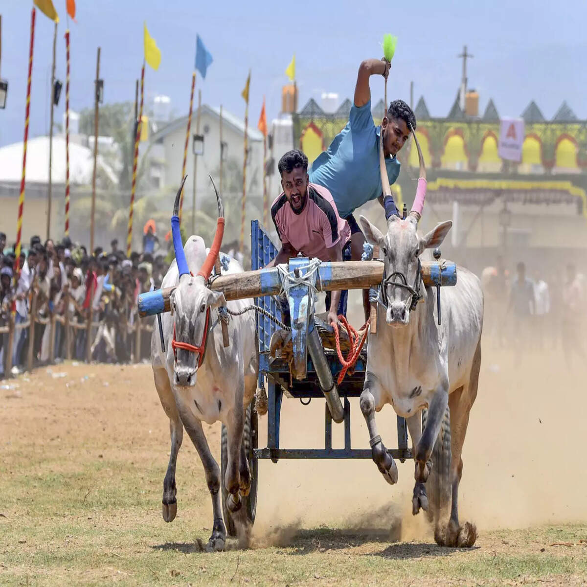 chikkamagaluru participants during a state level bullock cart race at thegur