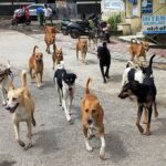 Photocaption Dogs MAIN PIC