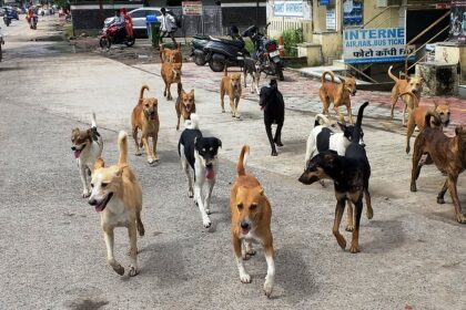 Photocaption Dogs MAIN PIC