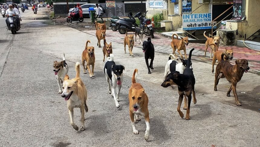 Photocaption Dogs MAIN PIC