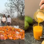 mango adulteration alert