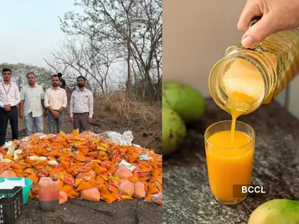 mango adulteration alert