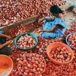 onion 1679423337129 1679423337347 1679423337347